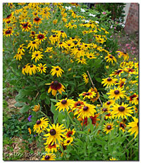 Gloriosa Daisies