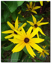 Gloriosa Daisies