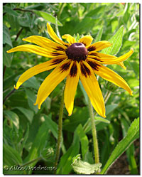 Gloriosa Daisy