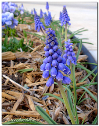 Grape Hyacinth