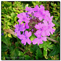 Homestead Verbena