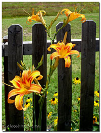 fulva daylily