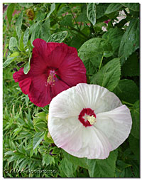 Hardy Hibiscus