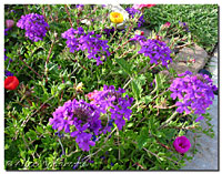 Homestead Verbena