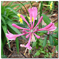 Honeysuckle