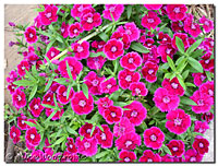 Dianthus