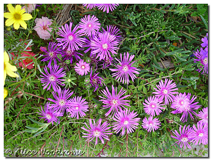 Ice Plant