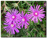 Ice Plant