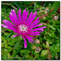 Ice Plant