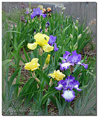 April Irises