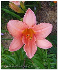 A misslabled daylily