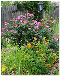 Rose and Lantana