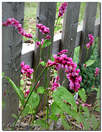 Kiss Me Over the Garden Gate