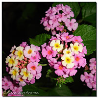 Lantana