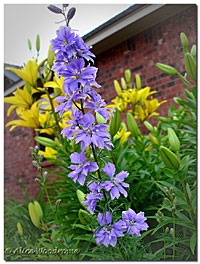 Larkspur and Lilies