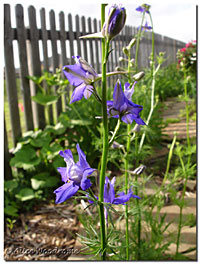 Larkspur