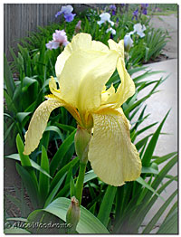 An old fashioned yellow iris