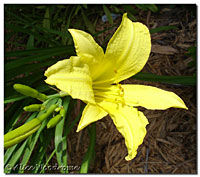 Lemon Yellow daylily