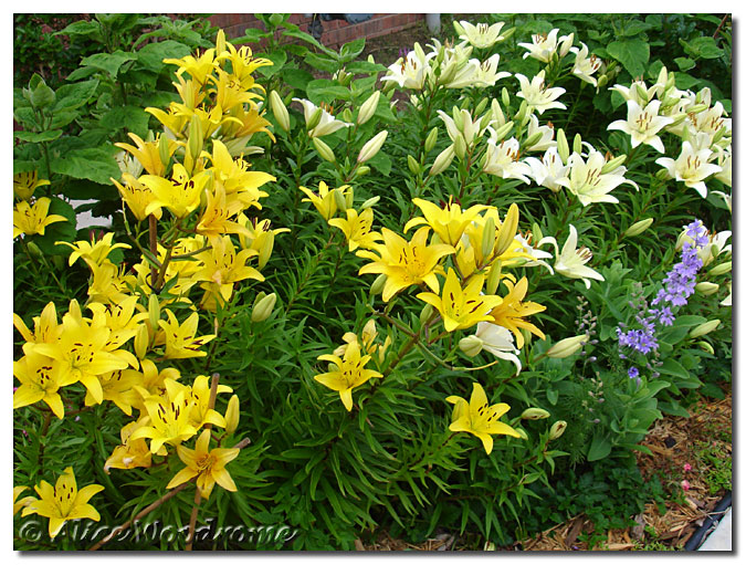 Asiatic Lilies