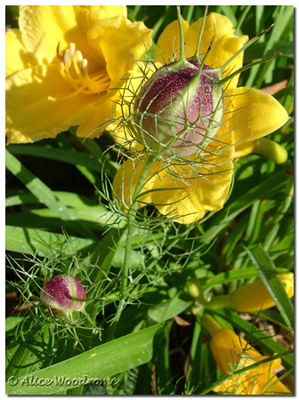 Love in the Mist Seed Pods