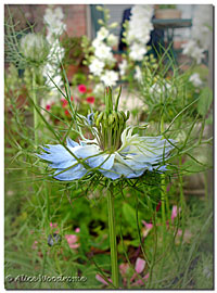 Love in the Mist and White Larkspur