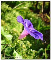 Morning Glories