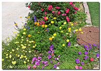 Mix of colorful flowers