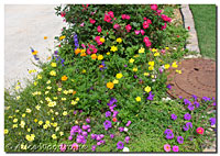 Mix of colorful flowers
