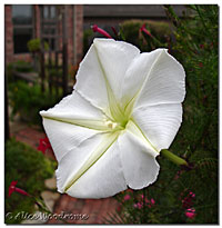 Moonvine flower