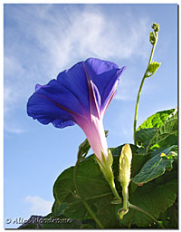 Morning Glories