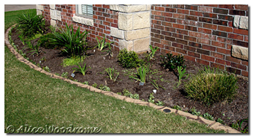 Flower Bed I dug the clay from this fall