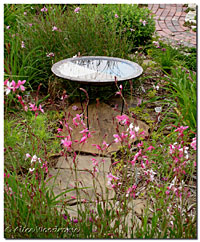 New Bird Bath