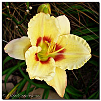 Ornamental Focus Daylily