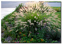 Ornamental Grass