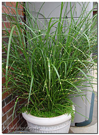 Ornamental Grass