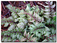 Painted Fern