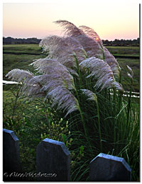 Pampas Grass