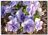 Pansies March 14th