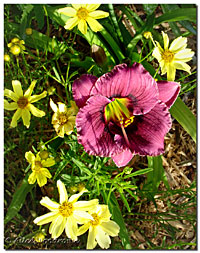 Pasqueflower