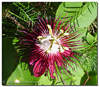 Passion Flower