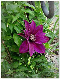 Another Patio Clematis