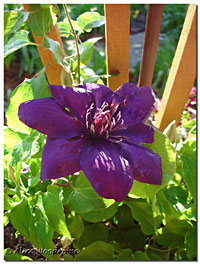 Patio Clematis