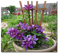 Patio Clematis