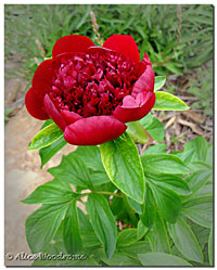 Red Charm Peony