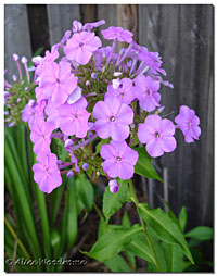 Purple Phlox