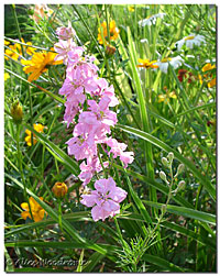 Pink Larkspur