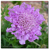 Pink Scabiosa