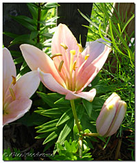 Pink Asiatic Lilies