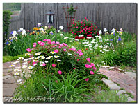 Pink Knockout Roses and Daisies