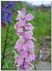 pink Larkspur